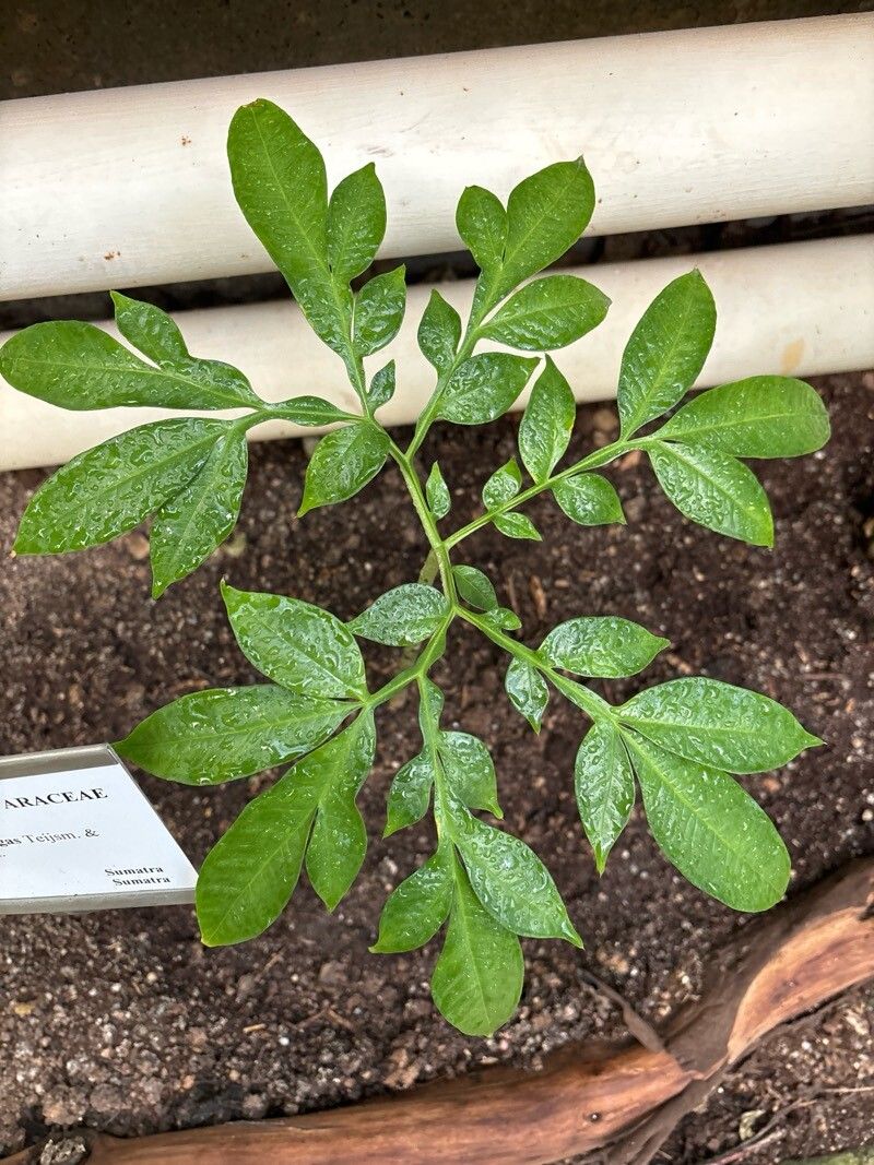 Amorphophallus gigas — search result for 'Amorphophallus'