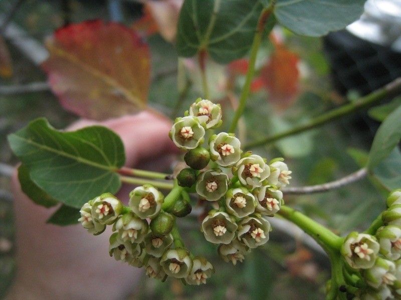 Dombeya populnea flower