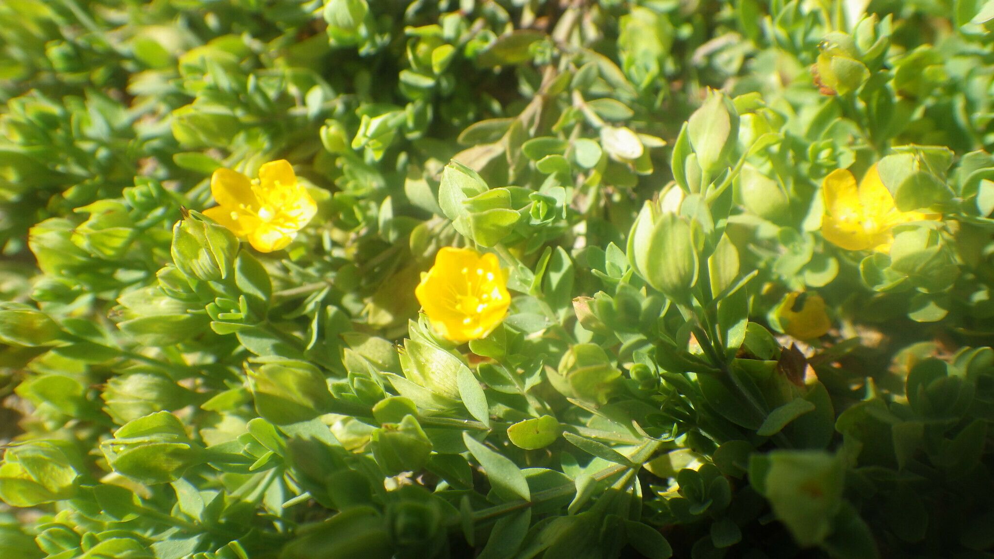Hypericum globuliferum flower