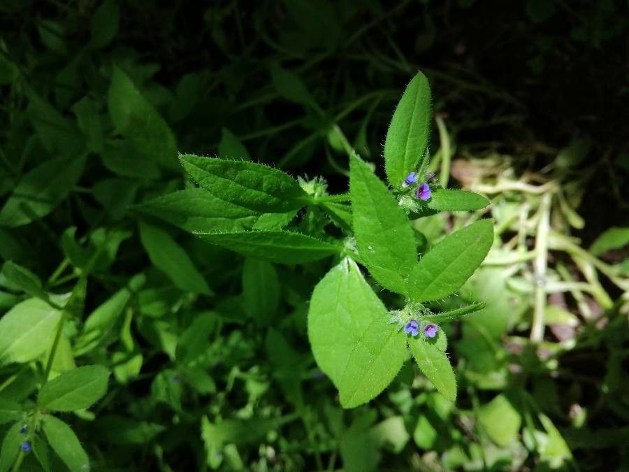 Asperugo procumbens flower