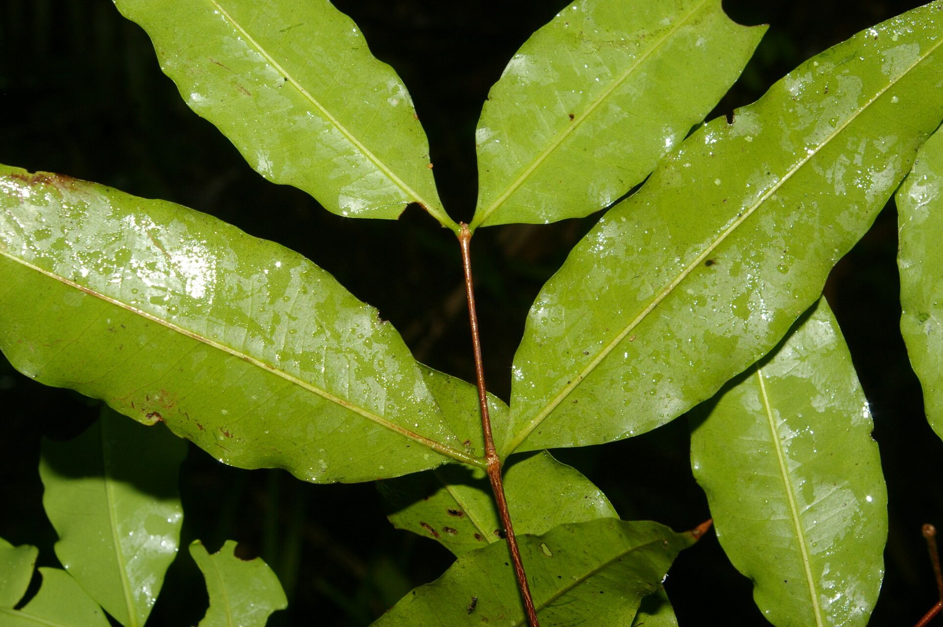 Mouriri myrtifolia leaf
