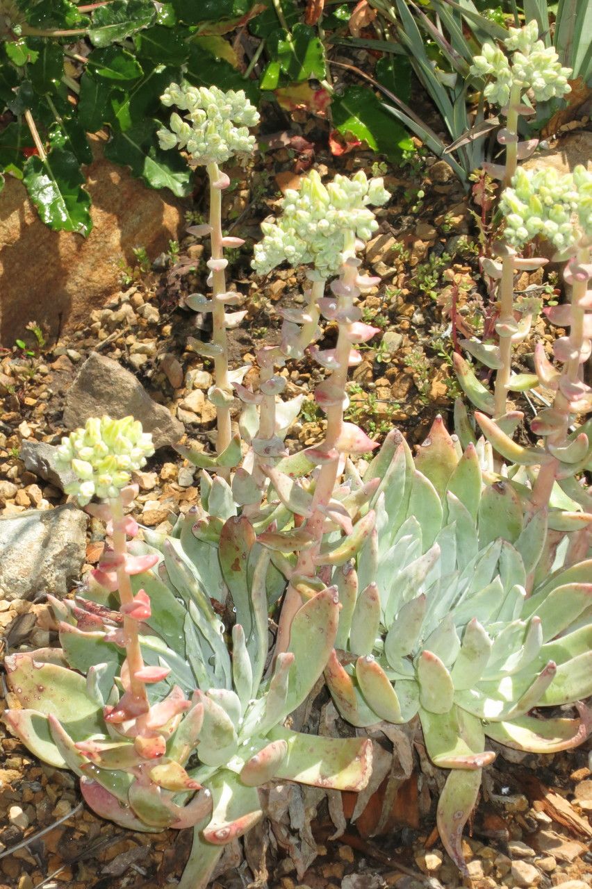 Dudleya traskiae habit