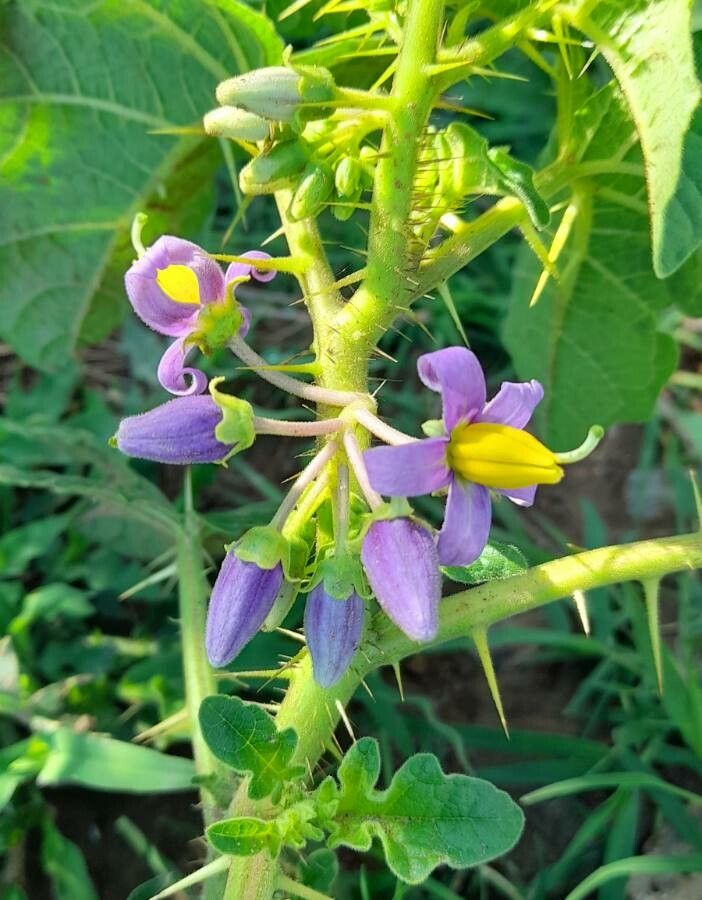 Solanum palinacanthum flower