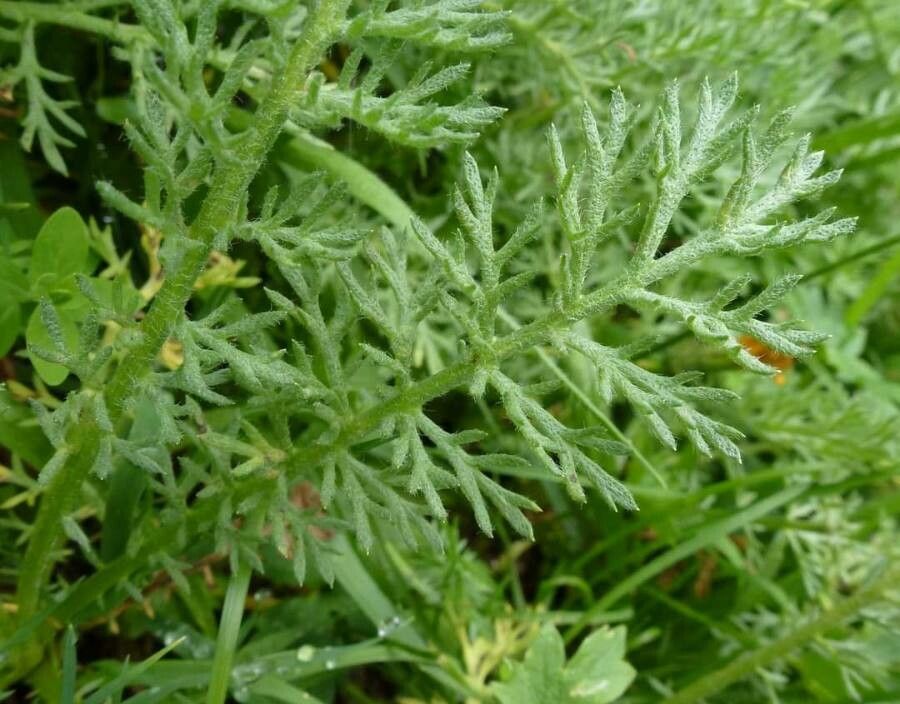 Achillea clusiana — search result for 'Achillea'