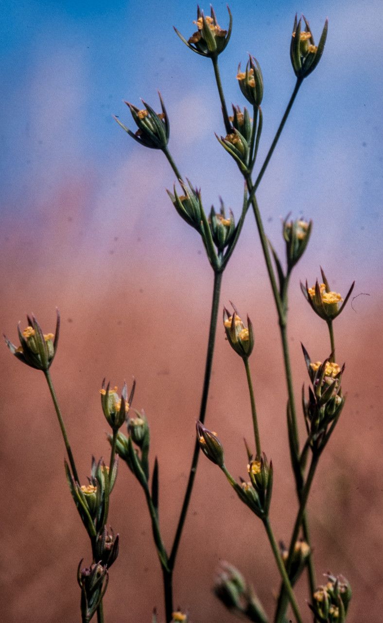 Bupleurum tenuissimum flower
