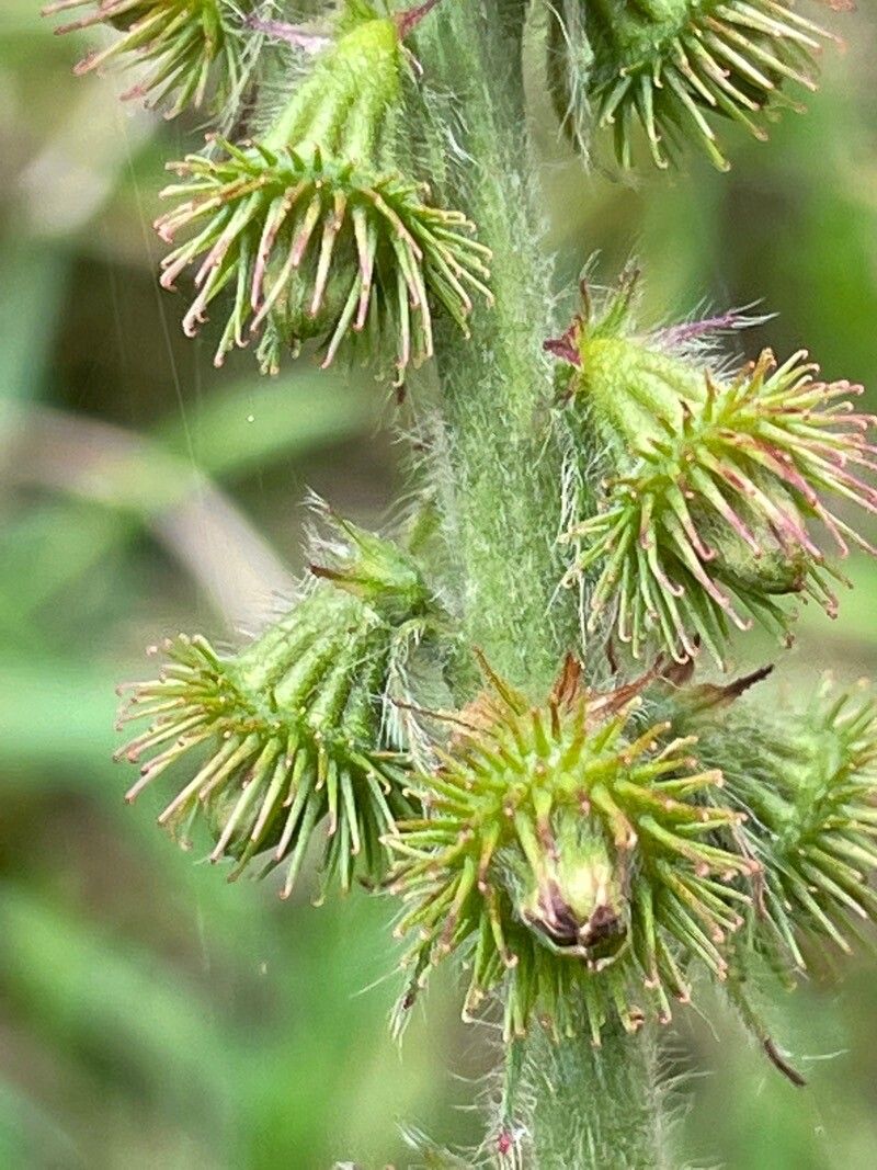 Agrimonia eupatoria fruit