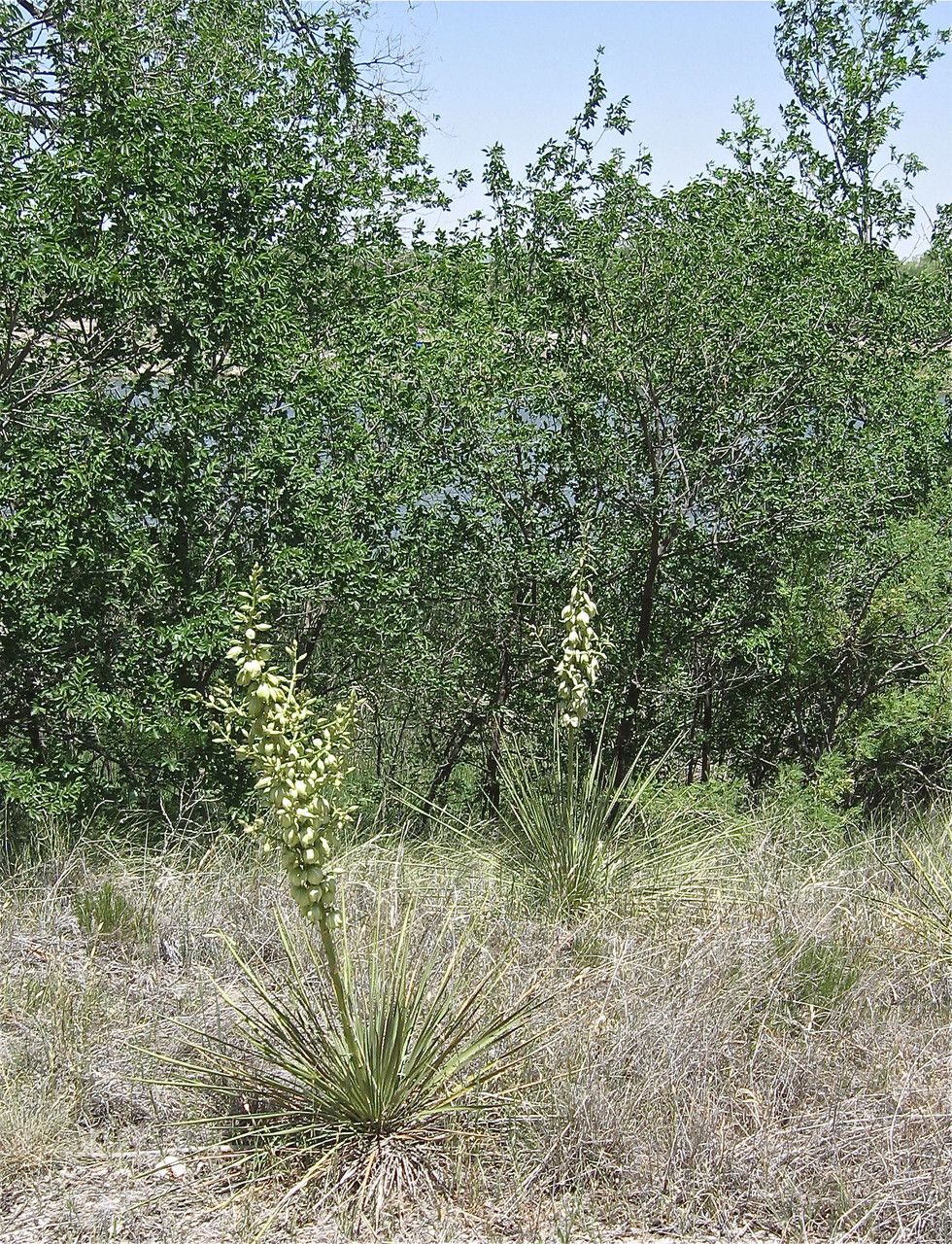 Yucca campestris habit