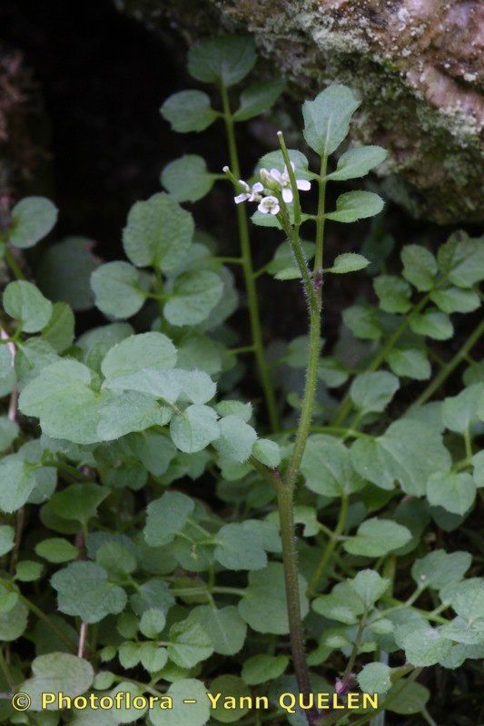 Cardamine × zahlbruckneriana — search result for 'Cardamine'