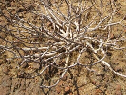 Commiphora saxicola habit