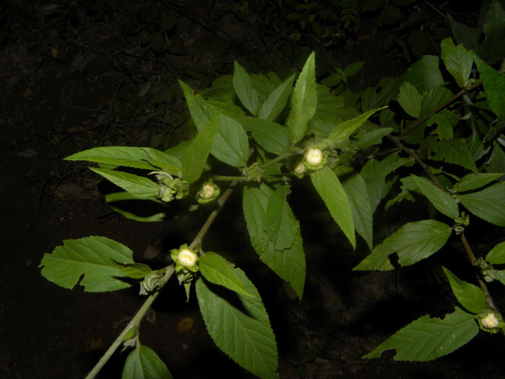 Sida cuspidata habit