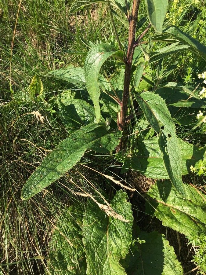 Verbascum austriacum leaf