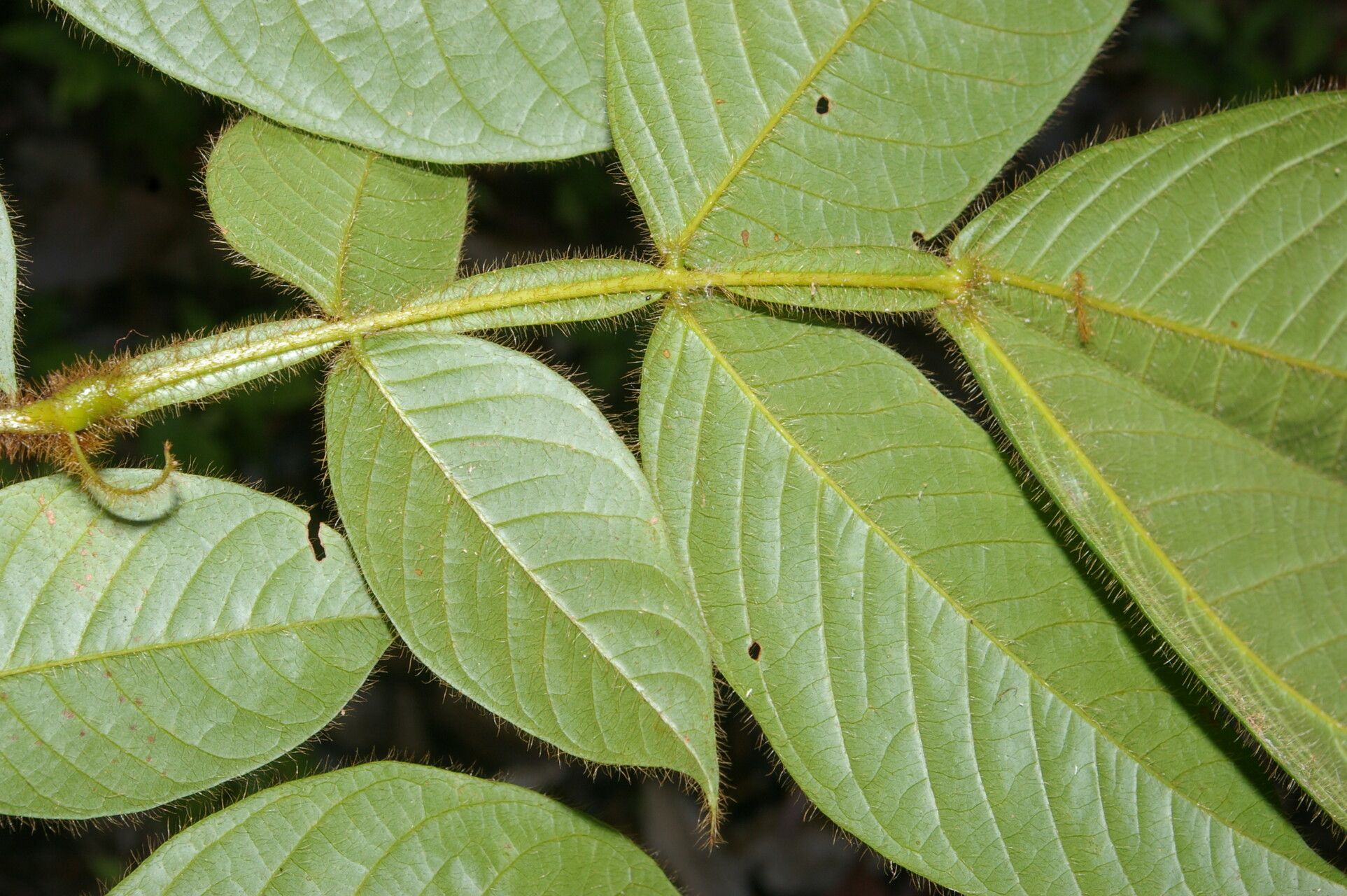 Inga jimenezii leaf