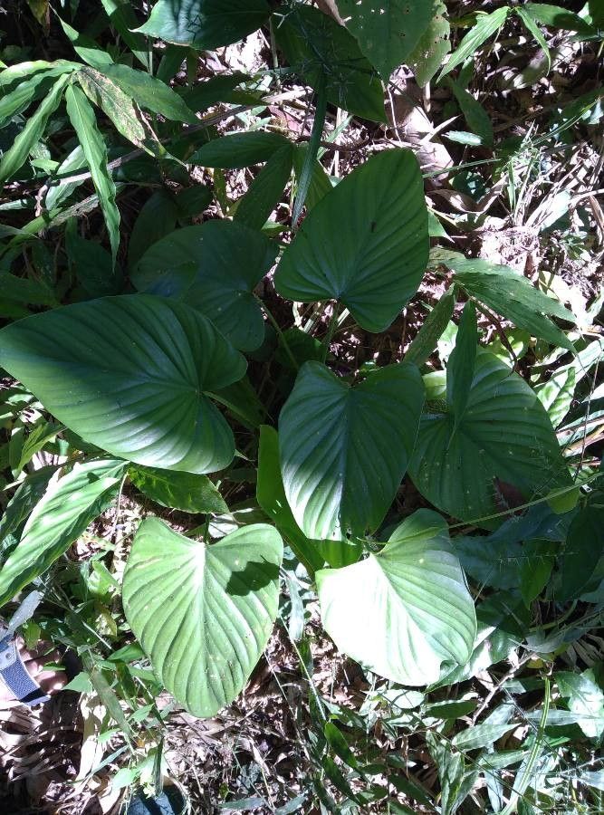 Homalomena rubescens habit