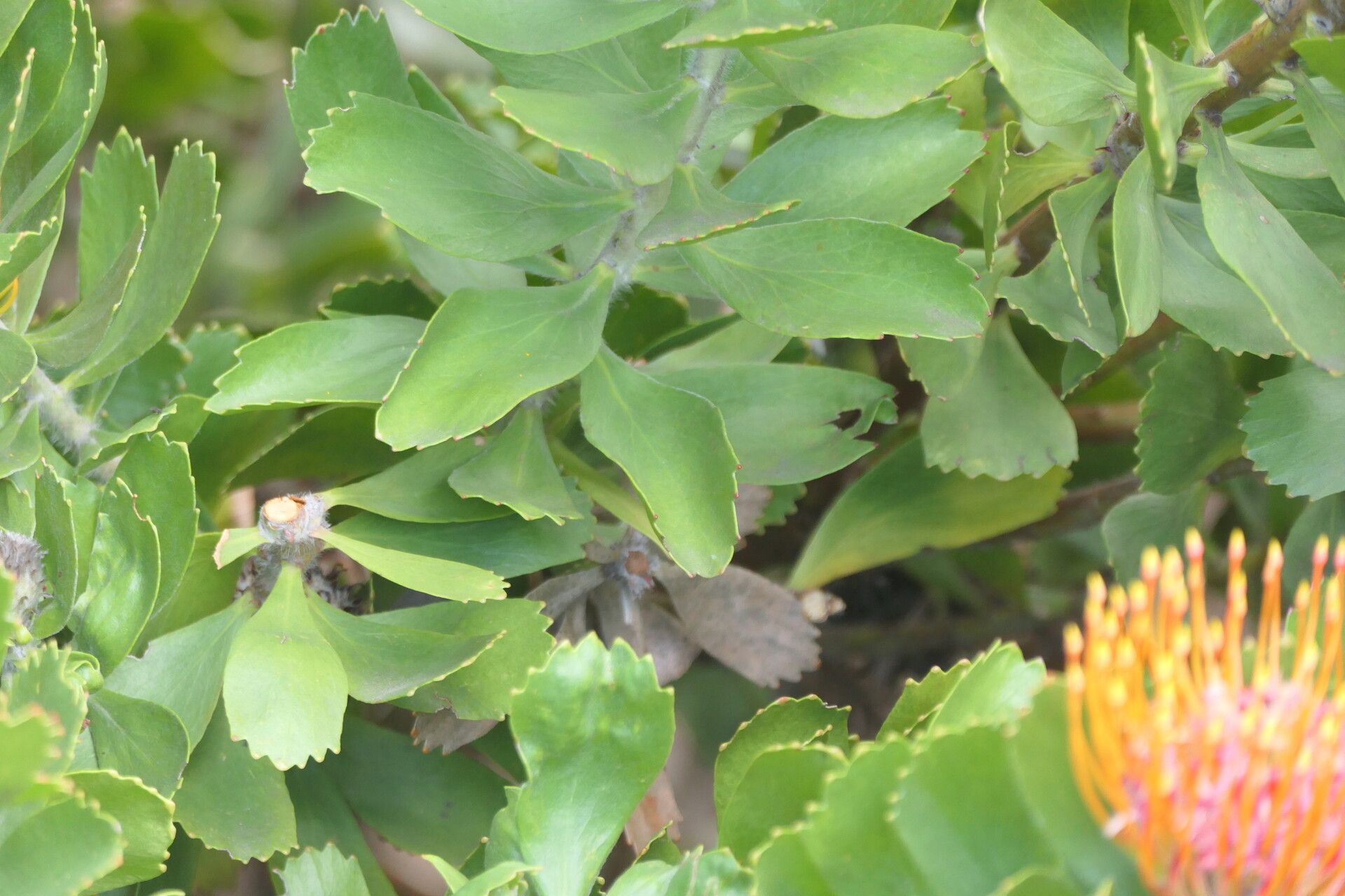 Leucospermum praecox — search result for 'Leucospermum'