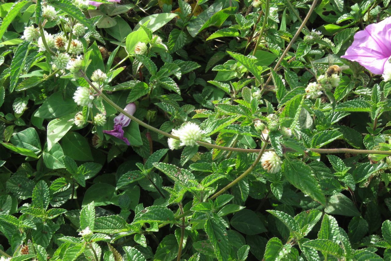 Hyptis atrorubens — related species from the same genus