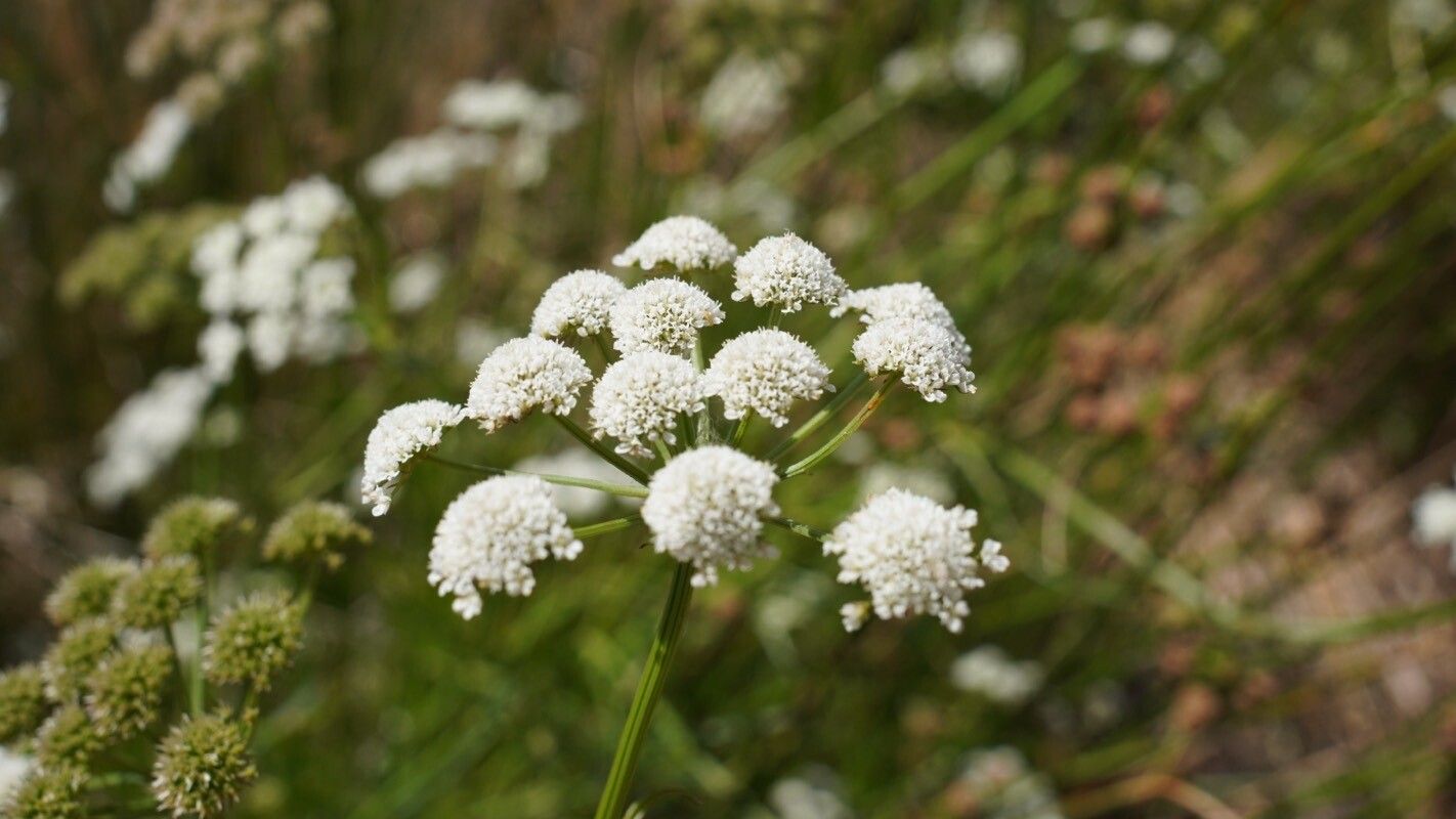 Oenanthe lachenalii flower