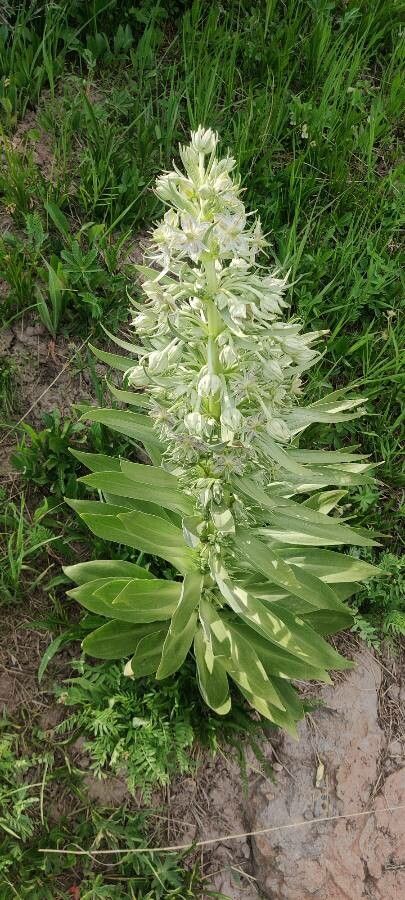 Frasera speciosa — search result for 'Gentianaceae'