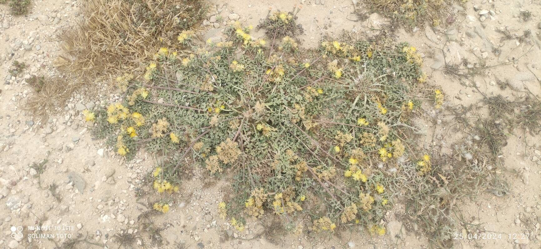 Centaurea glomerata habit