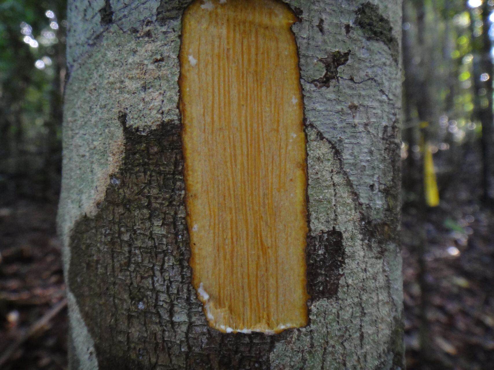 Ochrosia grandiflora bark
