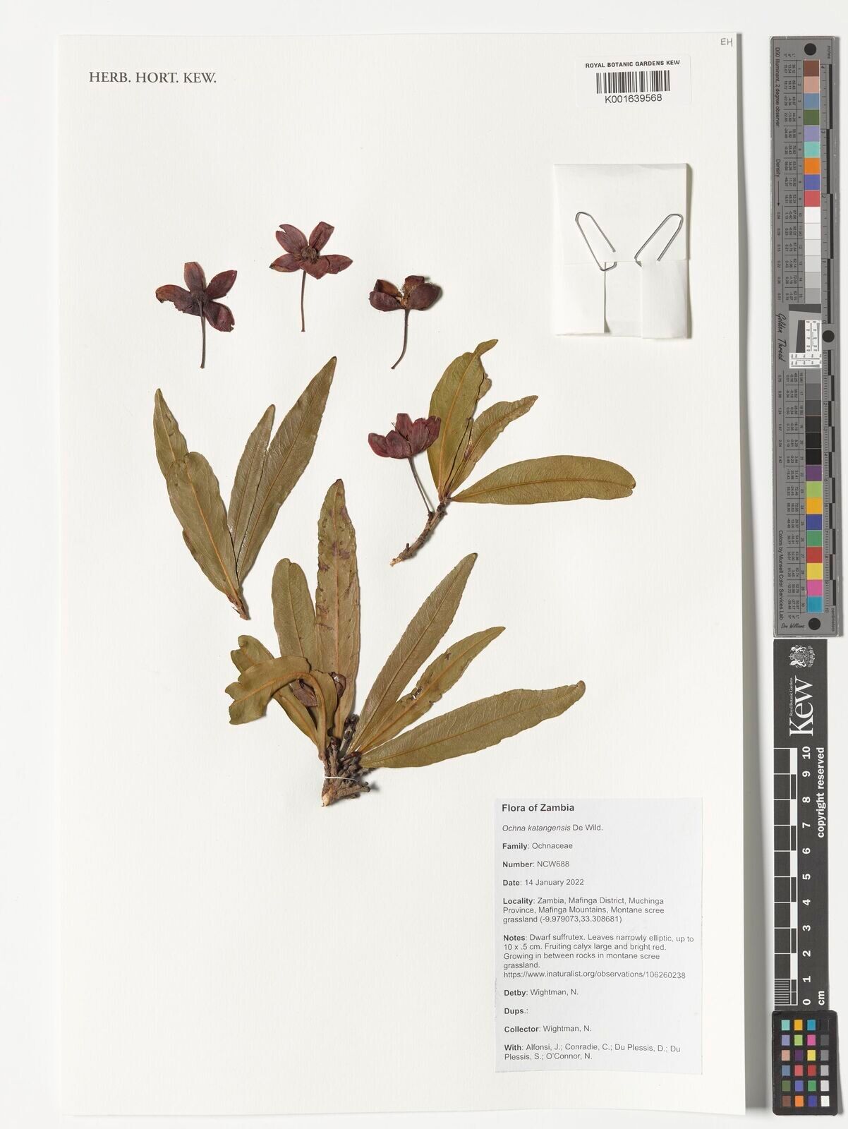 Ochna katangensis — houseplant care guide