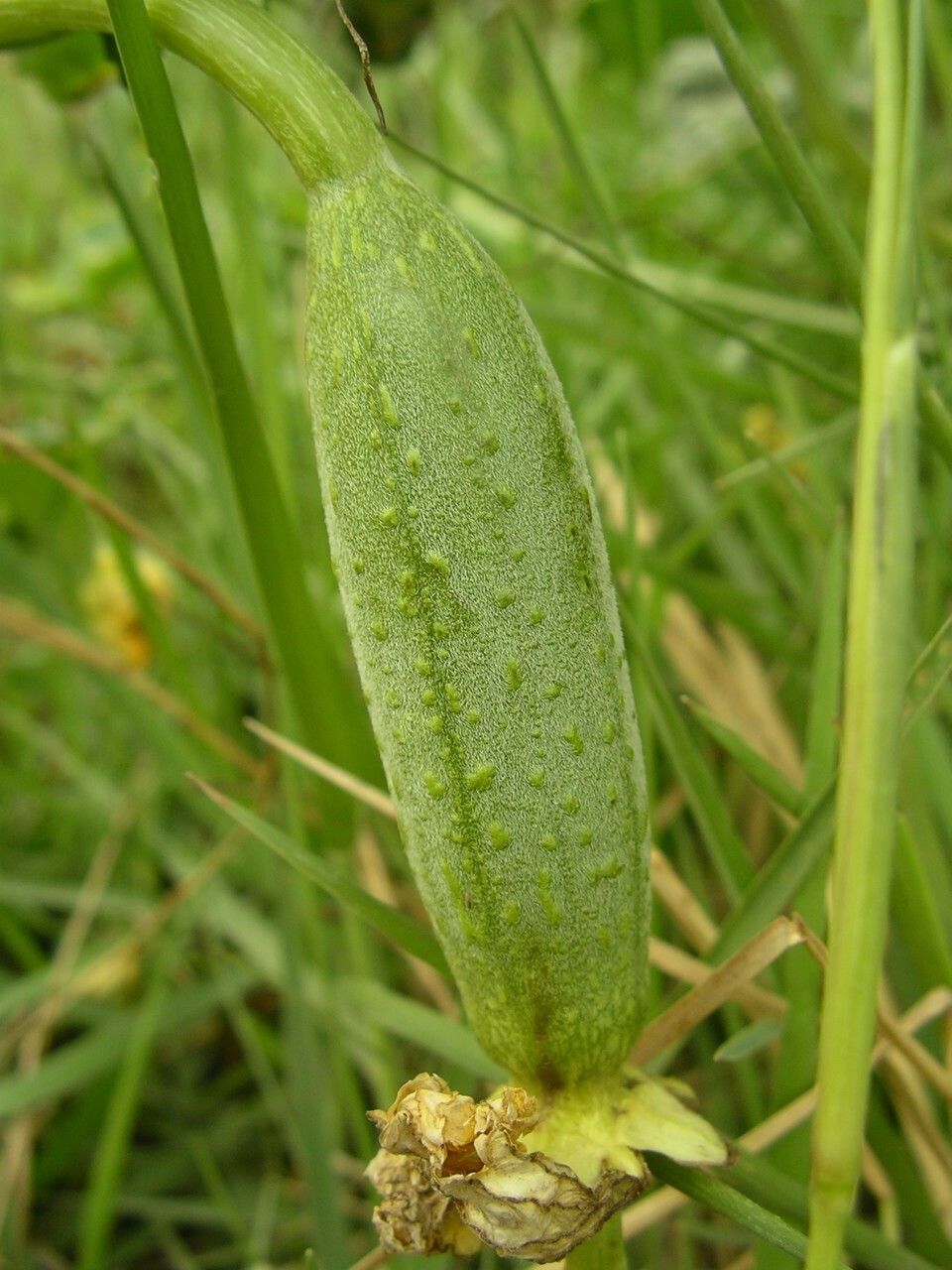 Luffa cylindrica fruit