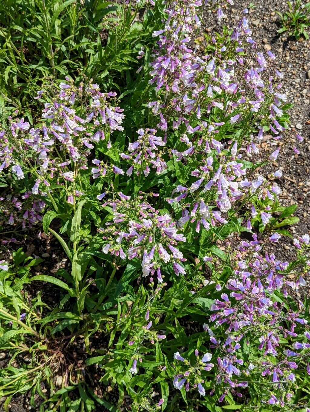 Penstemon hirsutus habit