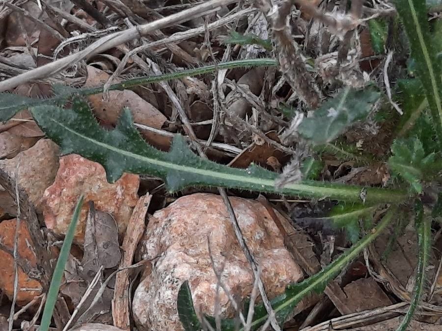 Biscutella laevigata — houseplant care guide