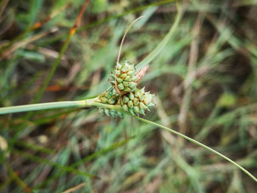 Carex extensa flower