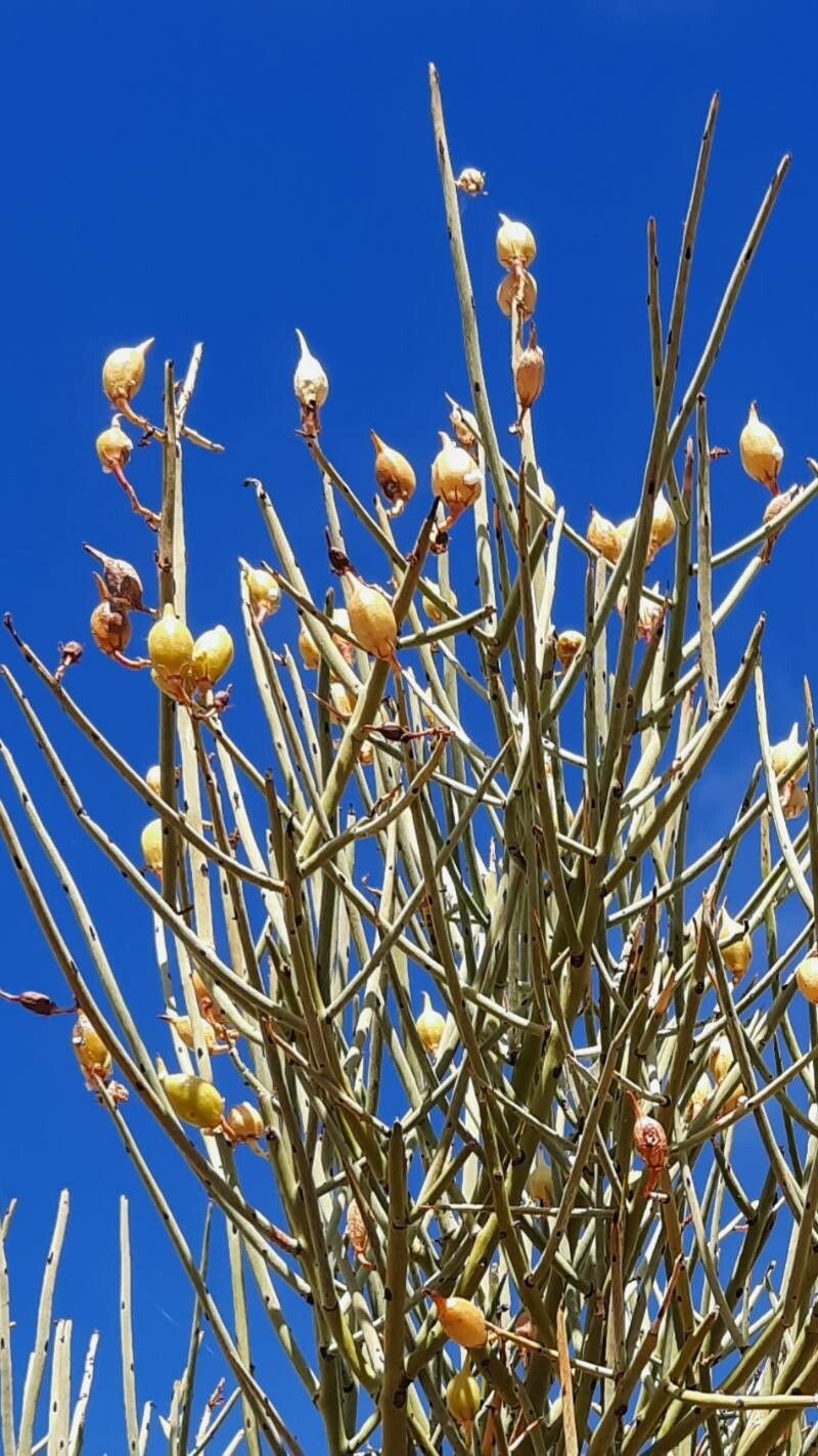 Canotia holacantha fruit