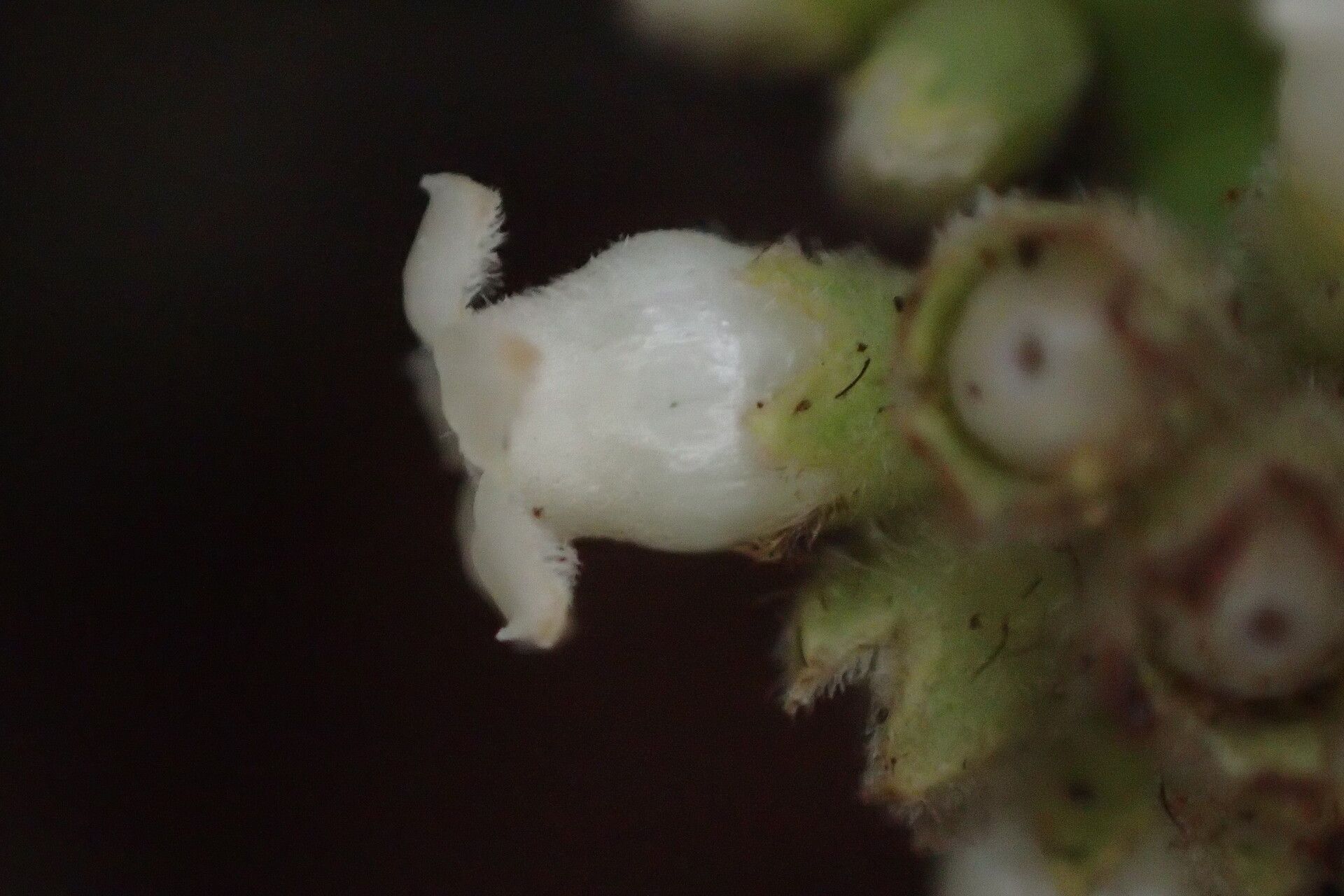 Psychotria villicarpa flower