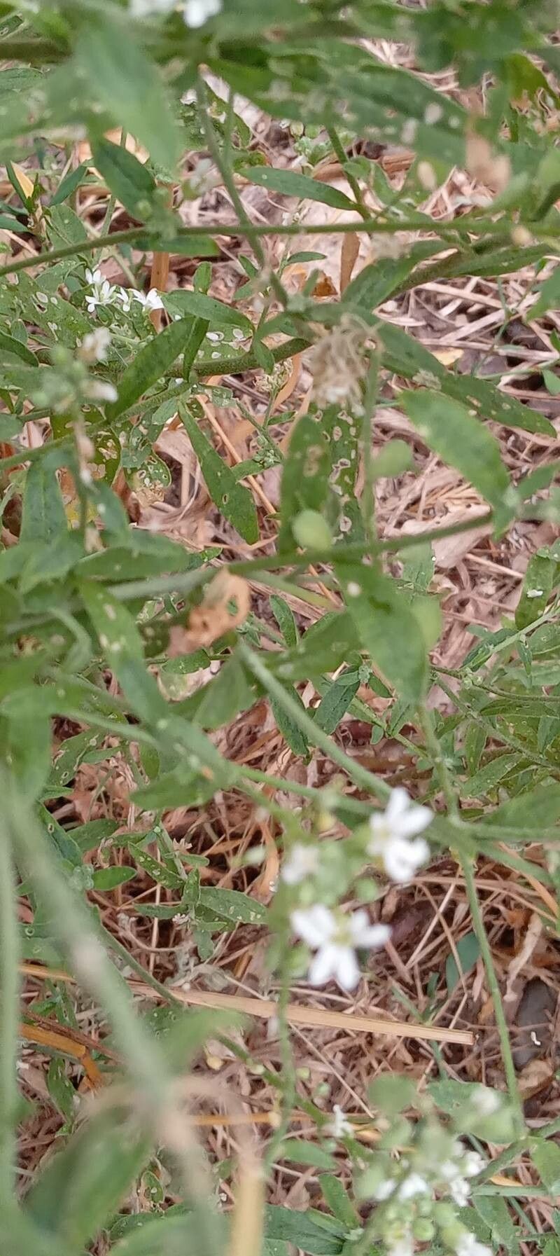 Berteroa incana — search result for 'From North America to Europe'