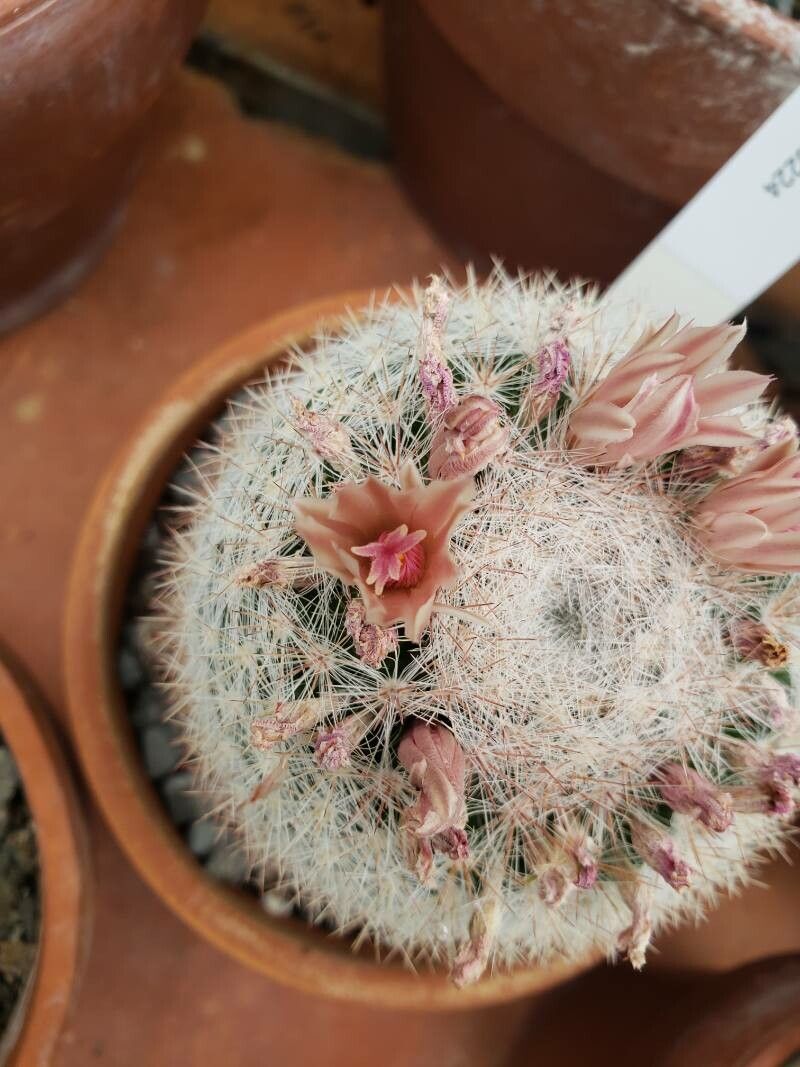 Mammillaria candida flower
