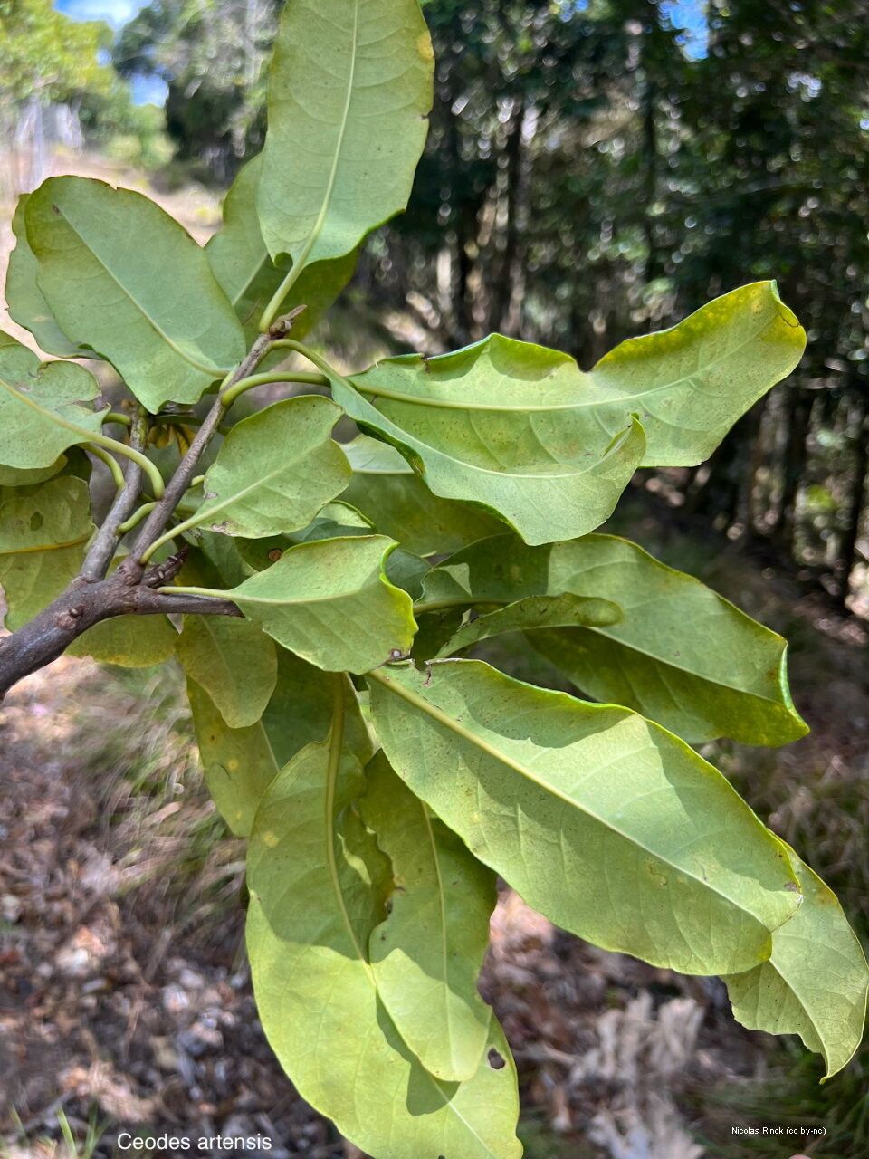 Ceodes artensis leaf
