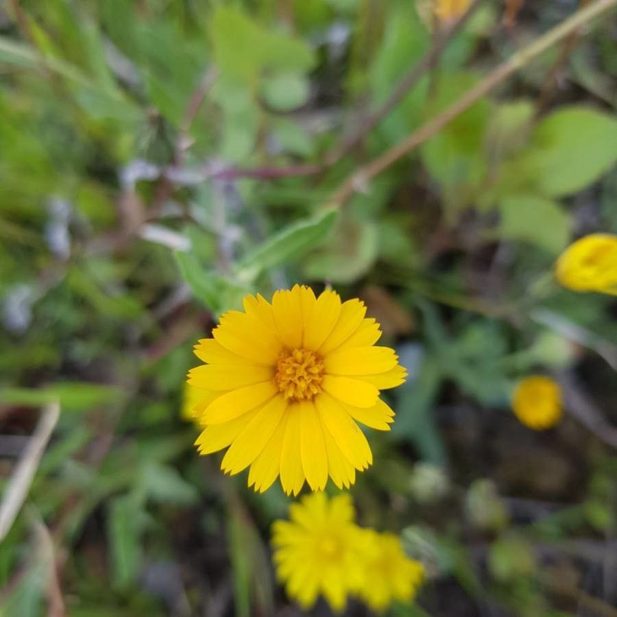 Calendula suffruticosa flower