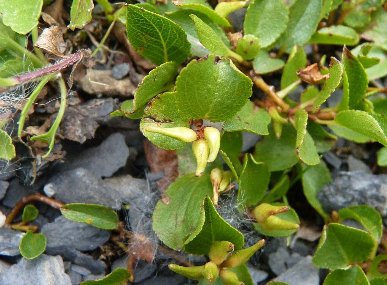Salix herbacea fruit