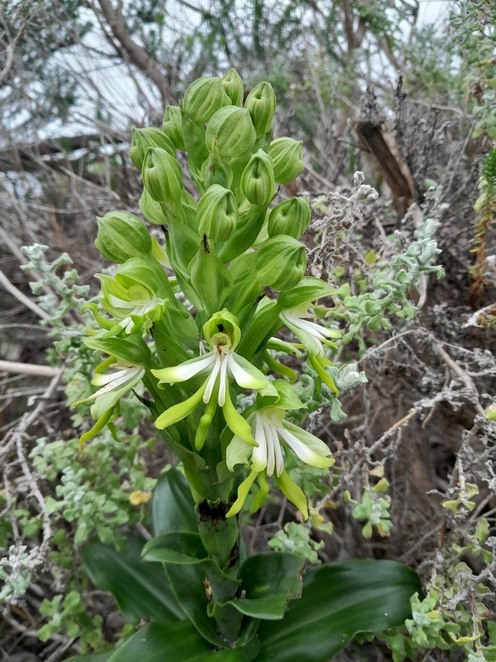 Bonatea speciosa flower