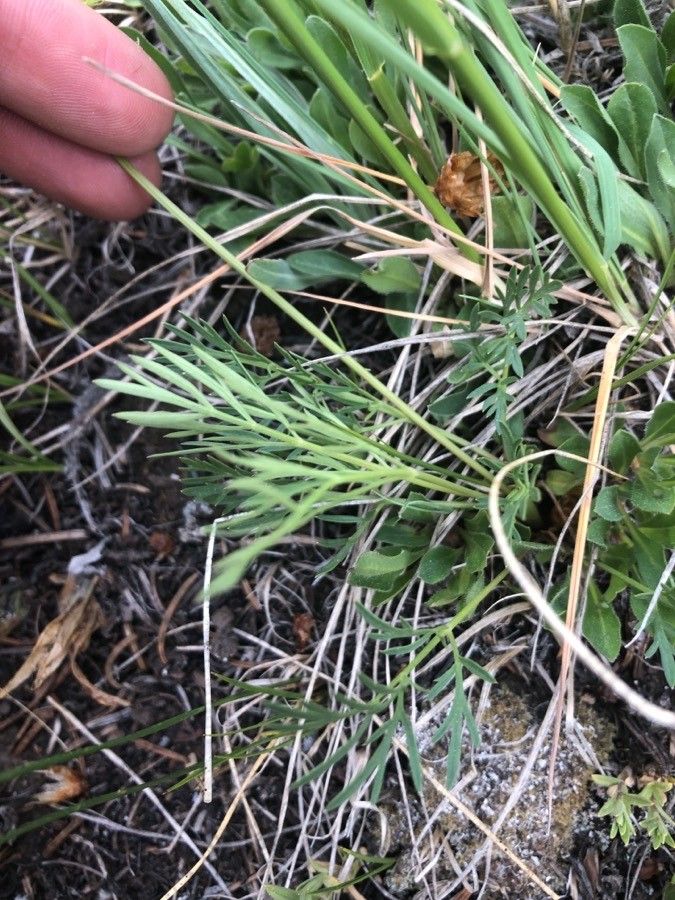 Pseudocymopterus montanus — houseplant care guide