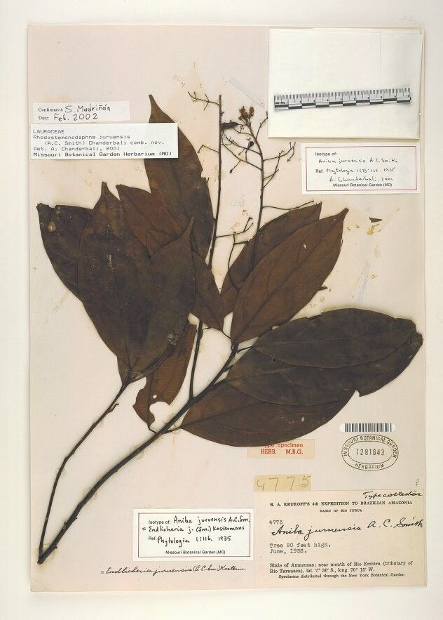 Rhodostemonodaphne juruensis — related species from the same genus