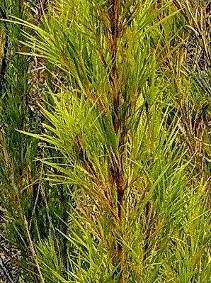 Chusquea pinifolia — houseplant care guide