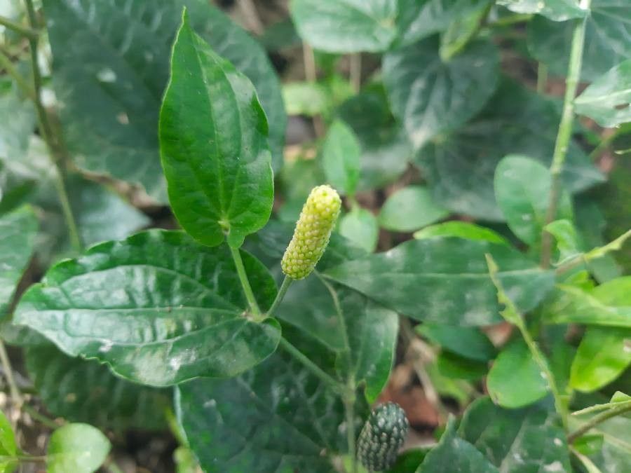 Piper longum flower