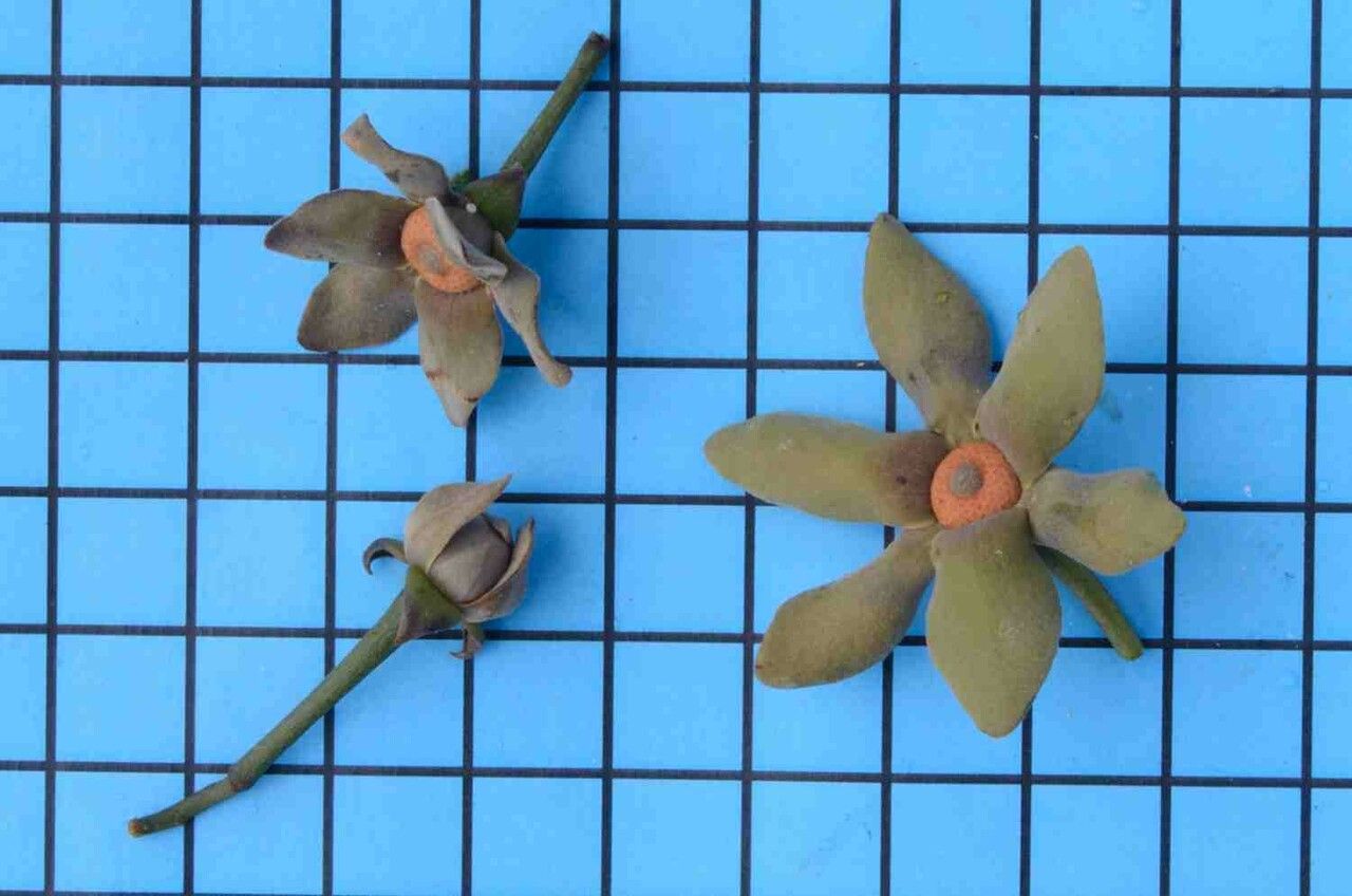 Guatteria australis flower