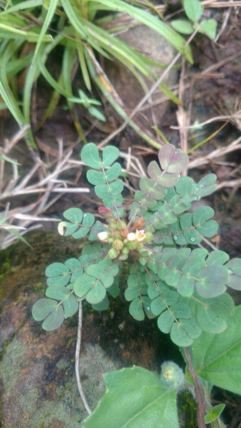 Biophytum umbraculum leaf