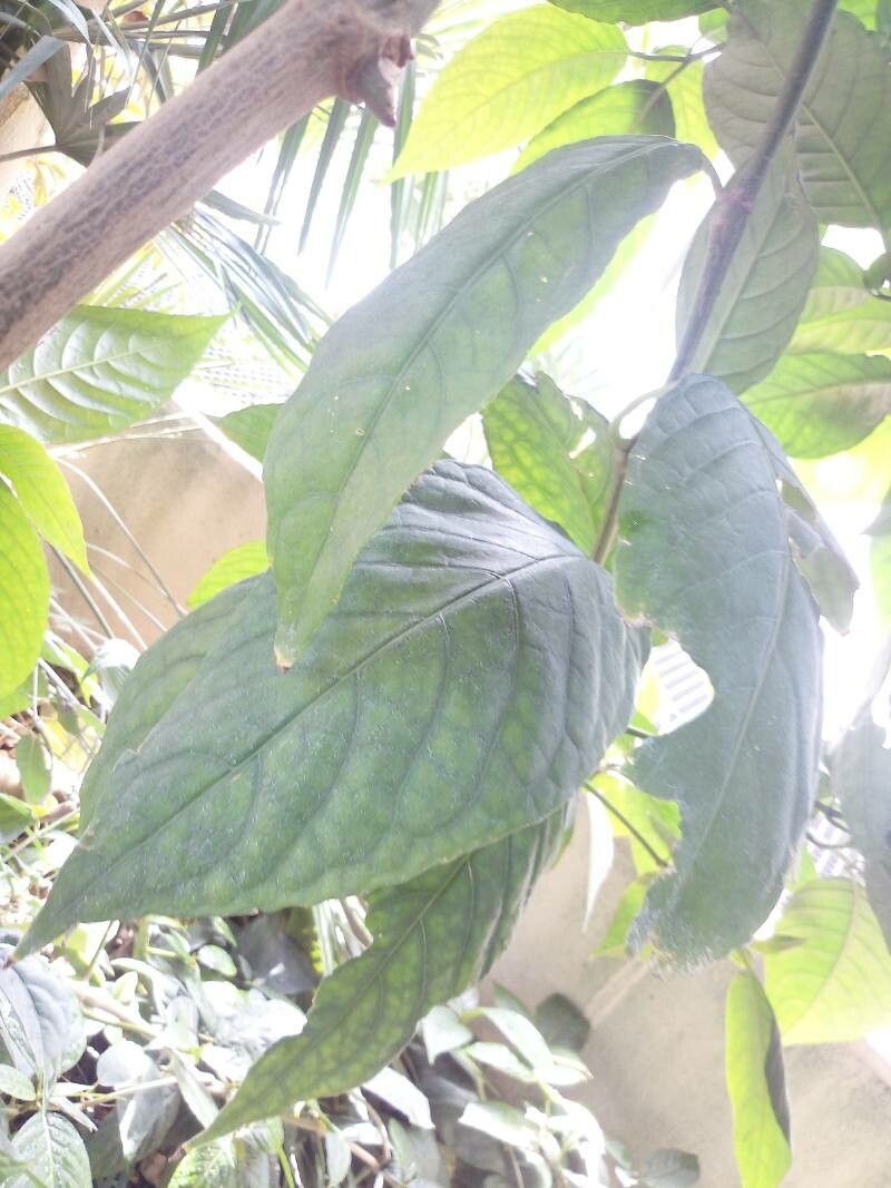 Aphelandra arborea leaf