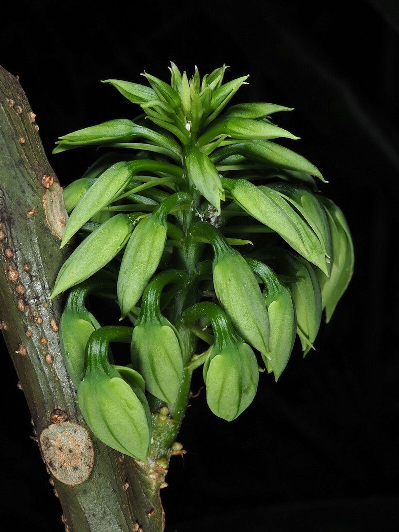 Crateva eminens flower