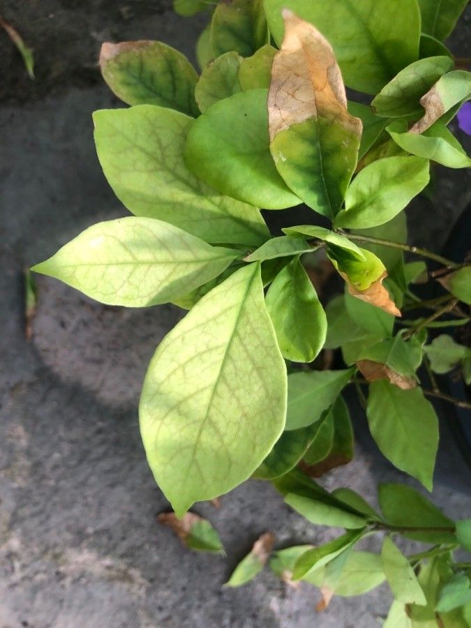 Brunfelsia pauciflora leaf