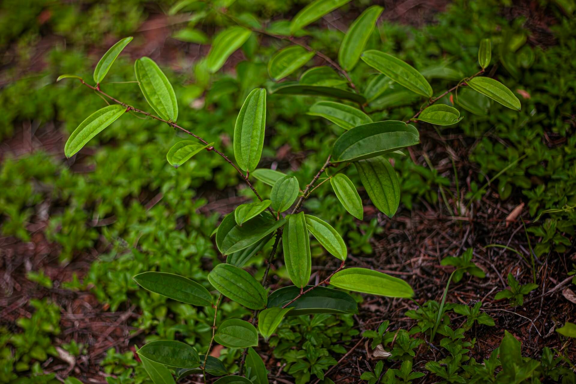 Smilax glabra habit