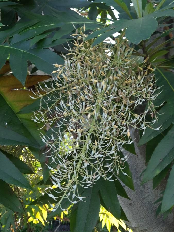 Bocconia frutescens fruit