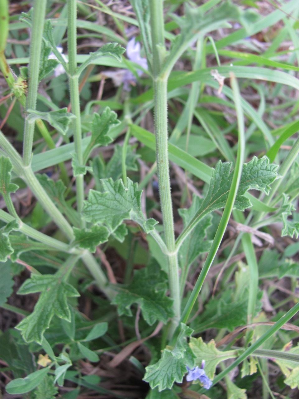 Verbena cloverae bark