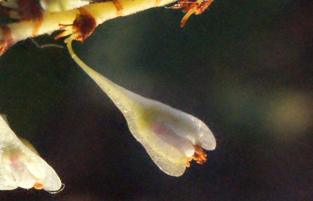 Fallopia sachalinensis fruit