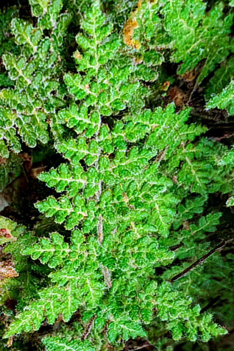 Hemionitis feei — search result for 'Hemionitis'